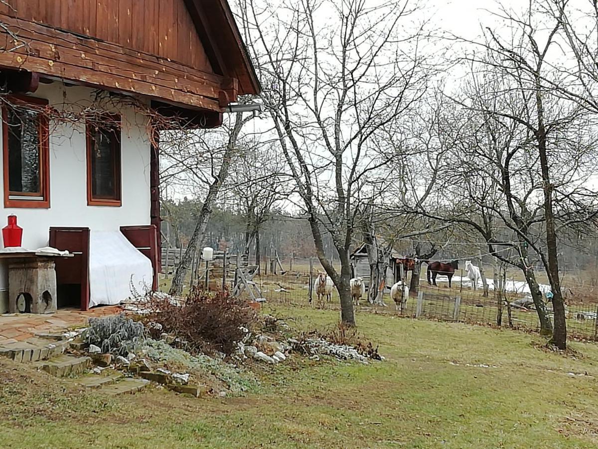 Fecskefeszek Vendeghaz Oriszentpeter Hotel Exterior photo